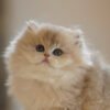 British Longhair Blue Golden Shaded Photo 4 British Longhair Blue Golden Shaded