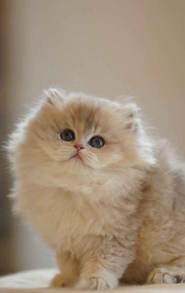 British Longhair Blue Golden Shaded Photo 4 British Longhair Blue Golden Shaded