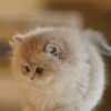 British Longhair Blue Golden Shaded Photo 6 British Longhair Blue Golden Shaded