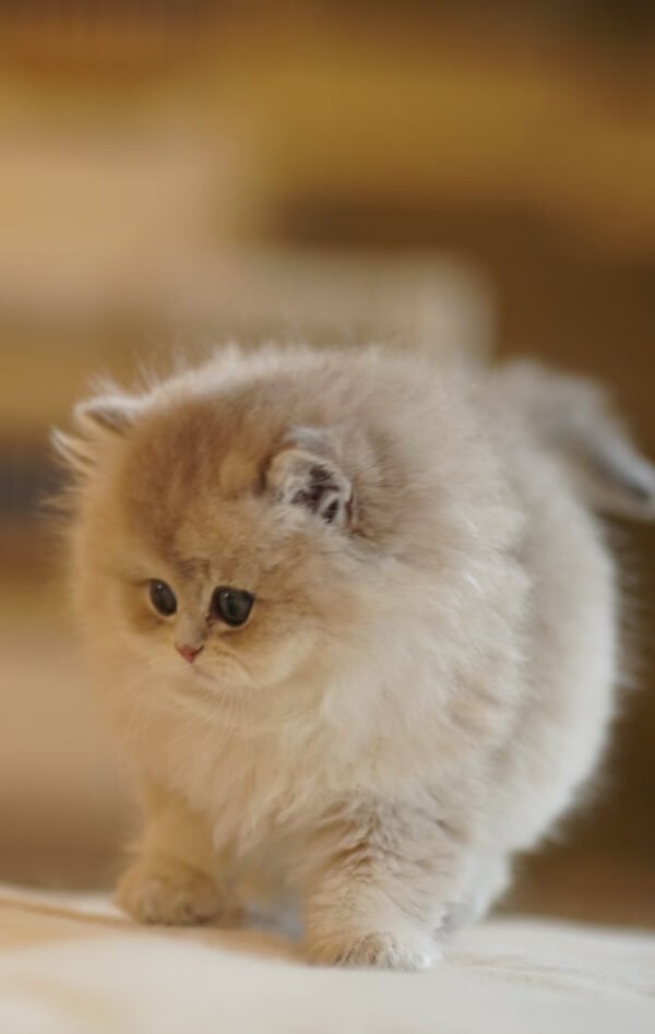 British Longhair Blue Golden Shaded Photo 6 British Longhair Blue Golden Shaded