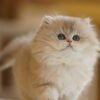 British Longhair Blue Golden Shaded Photo 7 British Longhair Blue Golden Shaded