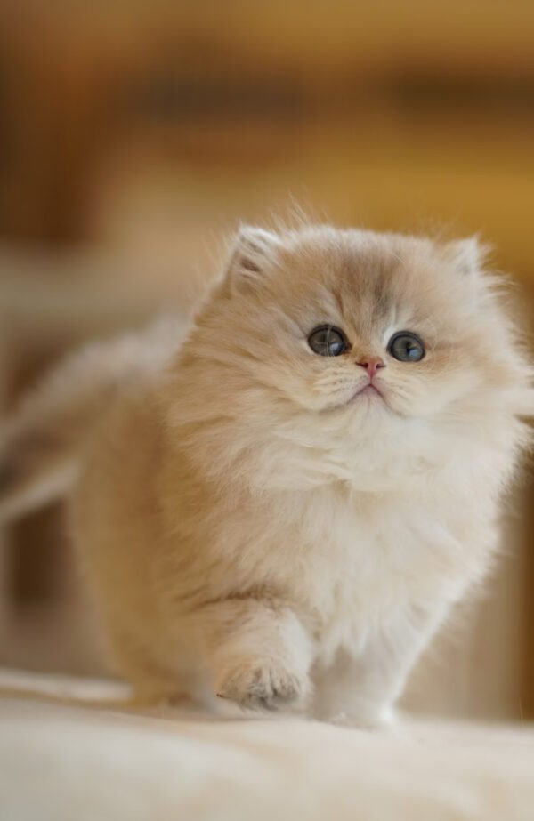British Longhair Blue Golden Shaded Photo 7 British Longhair Blue Golden Shaded