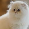 British Longhair Pointed Golden