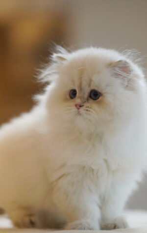 British Longhair Pointed Golden Photo 1 British Longhair Pointed Golden