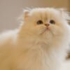 British Longhair Pointed Golden