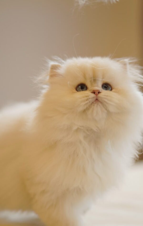 British Longhair Pointed Golden
