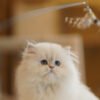 British Longhair Pointed Golden