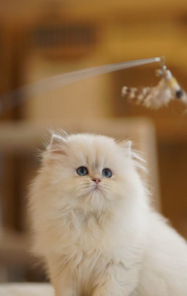 British Longhair Pointed Golden