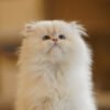 British Longhair Pointed Golden