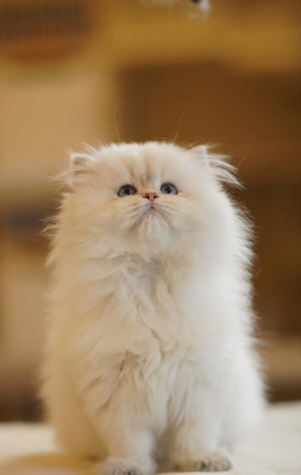 British Longhair Pointed Golden