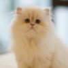 British Longhair Pointed Golden