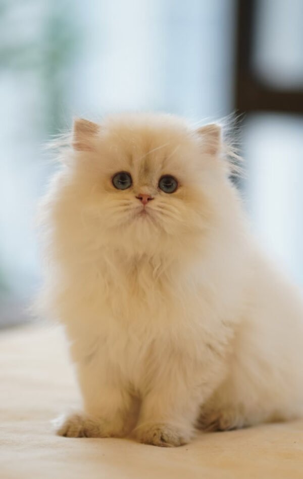 British Longhair Pointed Golden