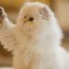 British Longhair Pointed Golden