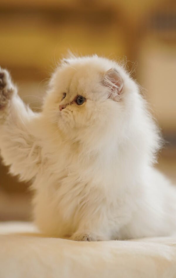 British Longhair Pointed Golden