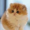 British Longhair Golden & White