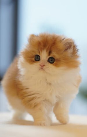 British Longhair Golden & White Photo 1 British Longhair Golden & White