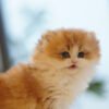 British Longhair Golden & White