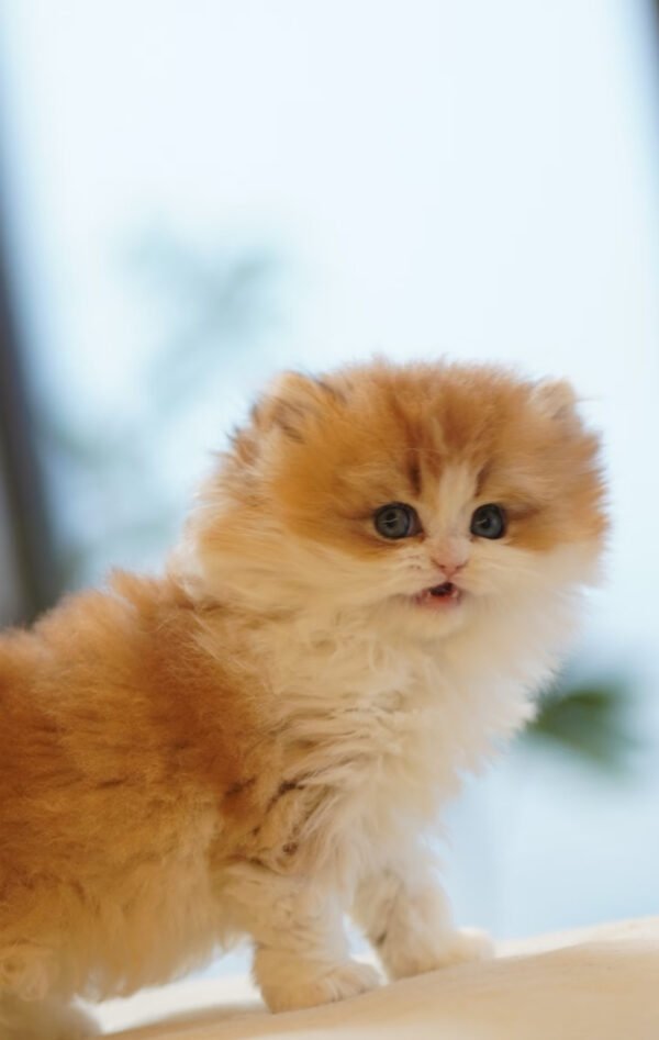 British Longhair Golden & White