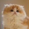 British Longhair Golden & White
