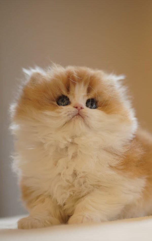 British Longhair Golden & White