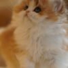 British Longhair Golden & White