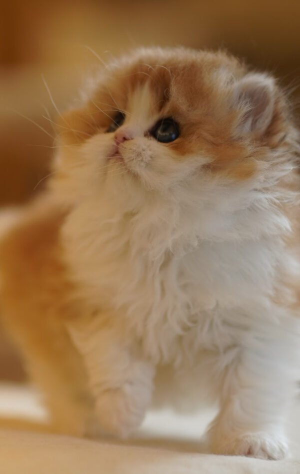 British Longhair Golden & White