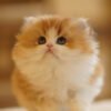 British Longhair Golden & White