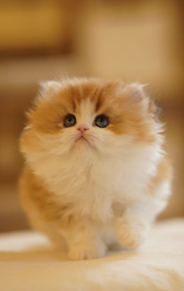 British Longhair Golden & White