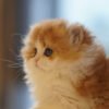British Longhair Golden & White