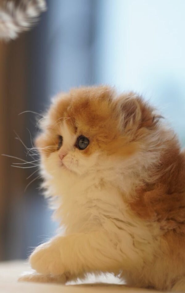 British Longhair Golden & White