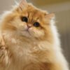 British Longhair Golden Shaded
