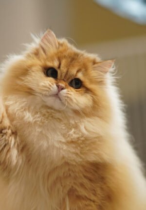 British Longhair Golden Shaded Photo 1 British Longhair Golden Shaded