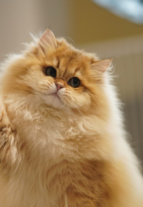 British Longhair Golden Shaded