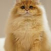 British Longhair Golden Shaded