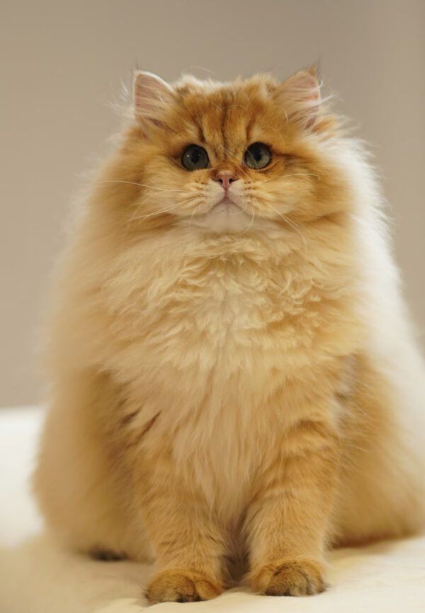 British Longhair Golden Shaded