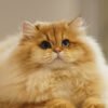 British Longhair Golden Shaded
