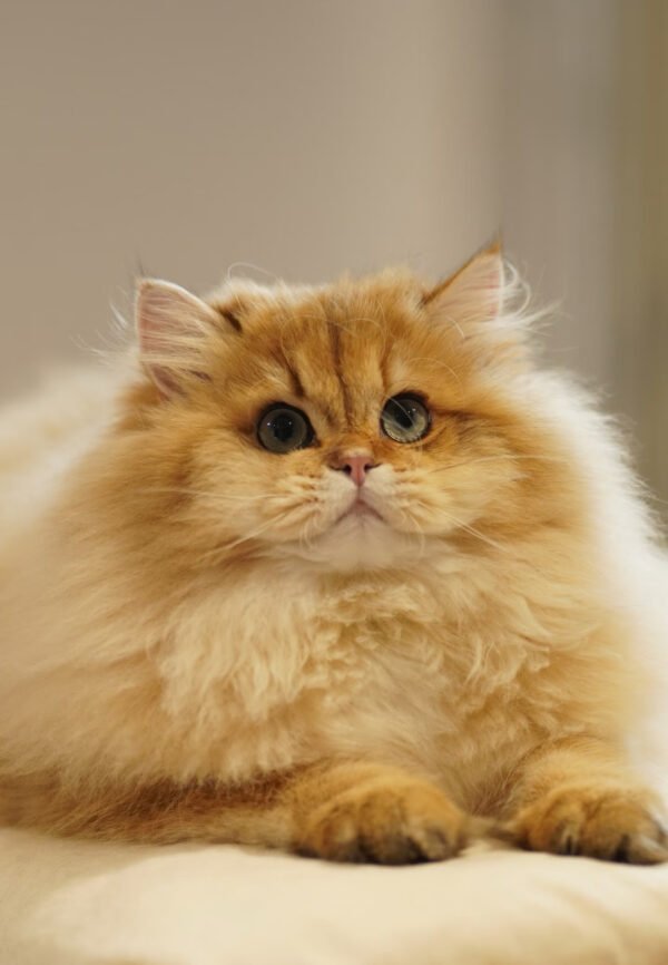British Longhair Golden Shaded