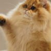 British Longhair Golden Shaded