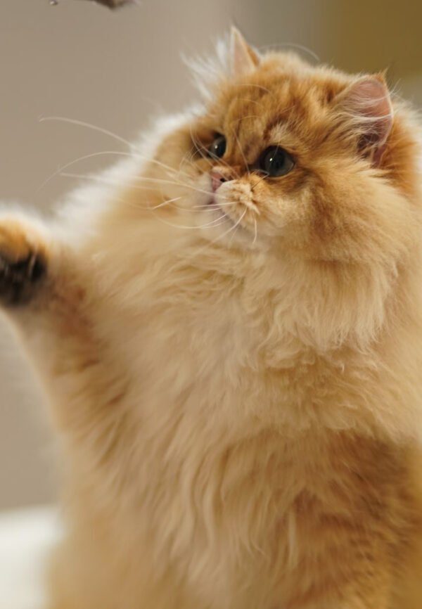 British Longhair Golden Shaded