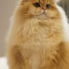 British Longhair Golden Shaded