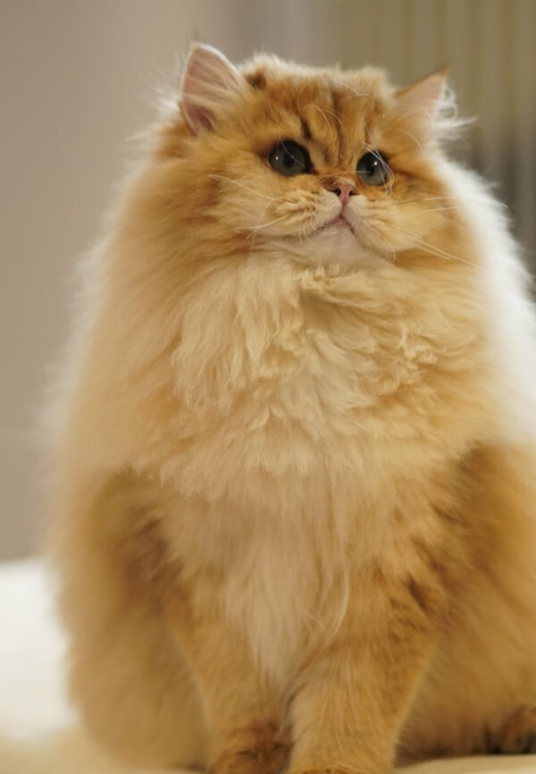 British Longhair Golden Shaded