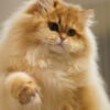 British Longhair Golden Shaded