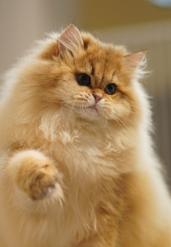 British Longhair Golden Shaded
