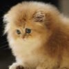 British Longhair Golden Shaded (2 Months) Photo 1 British Longhair Golden Shaded (2 Months)