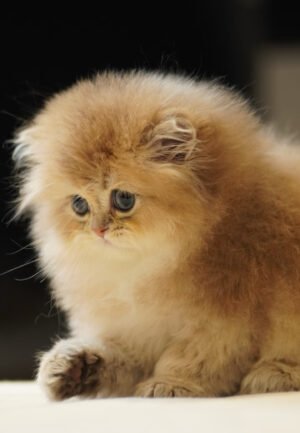 British Longhair Golden Shaded (2 Months) Photo 1 British Longhair Golden Shaded (2 Months)