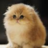 British Longhair Golden Shaded (2 Months) Photo 2 British Longhair Golden Shaded (2 Months)