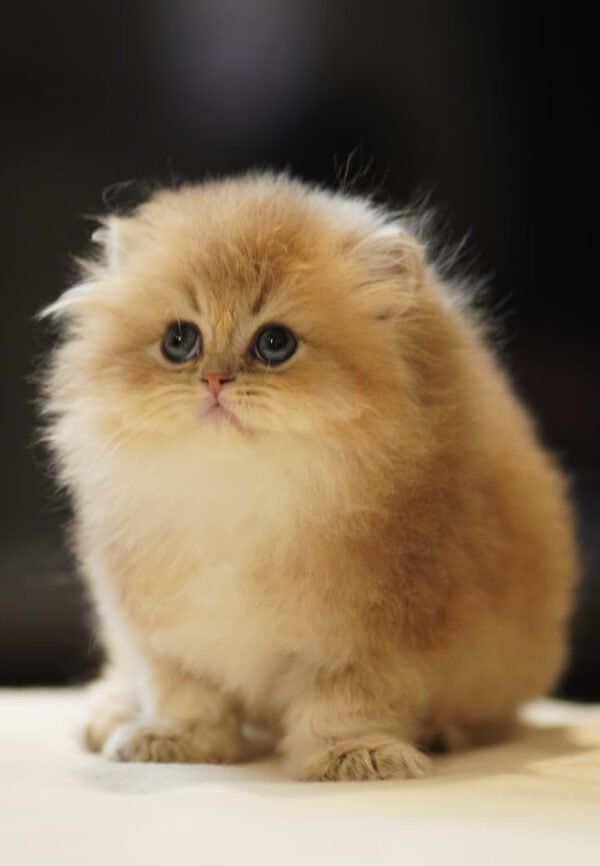 British Longhair Golden Shaded (2 Months) Photo 2 British Longhair Golden Shaded (2 Months)