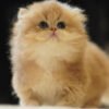 British Longhair Golden Shaded (2 Months) Photo 3 British Longhair Golden Shaded (2 Months)