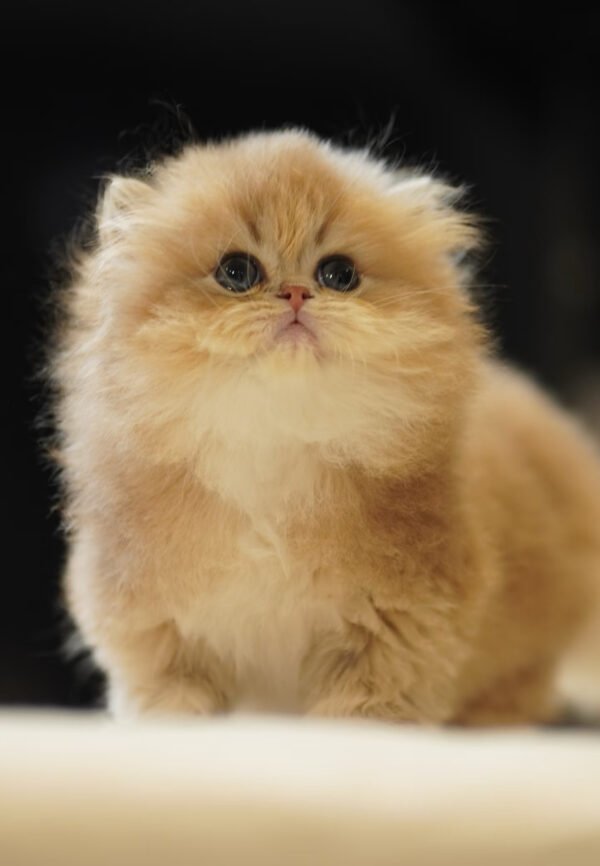 British Longhair Golden Shaded (2 Months) Photo 3 British Longhair Golden Shaded (2 Months)