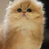 British Longhair Golden Shaded (2 Months) Photo 4 British Longhair Golden Shaded (2 Months)